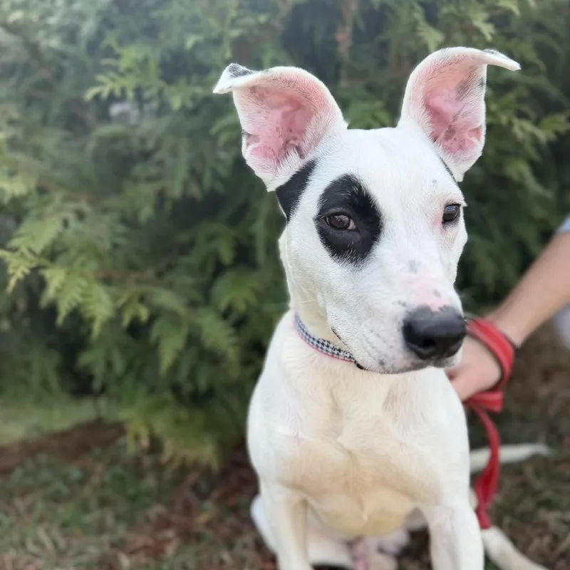 Bullseye thumbnail 5