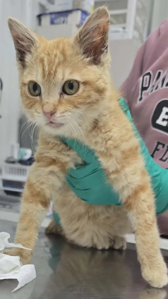 A baby small-sized male Domestic Short Hair cat named Drake for adoption in Hillsdale, IN