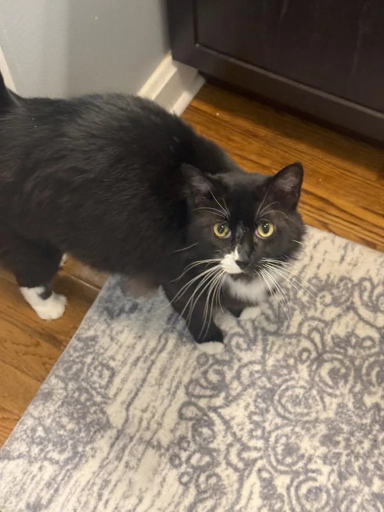 An adult medium-sized male Domestic Short Hair cat named Artie for adoption in Athens, OH