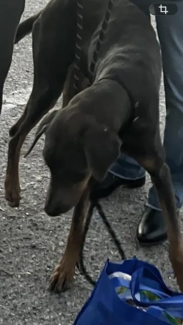 An adult large-sized male Doberman Pinscher dog named Tango for adoption in Long Beach, CA