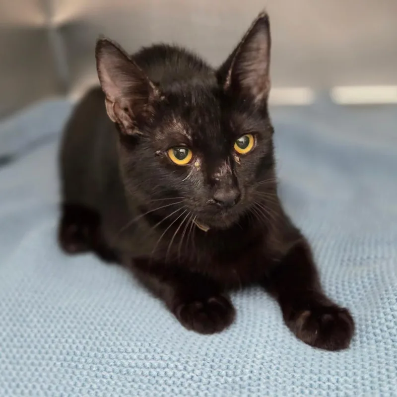 A baby medium-sized female Black Domestic Short Hair cat named Matilda for adoption in Sarasota, FL