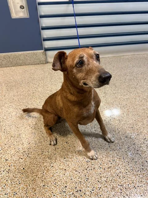 A senior medium-sized female Vizsla dog named Penny for adoption in Miami, FL