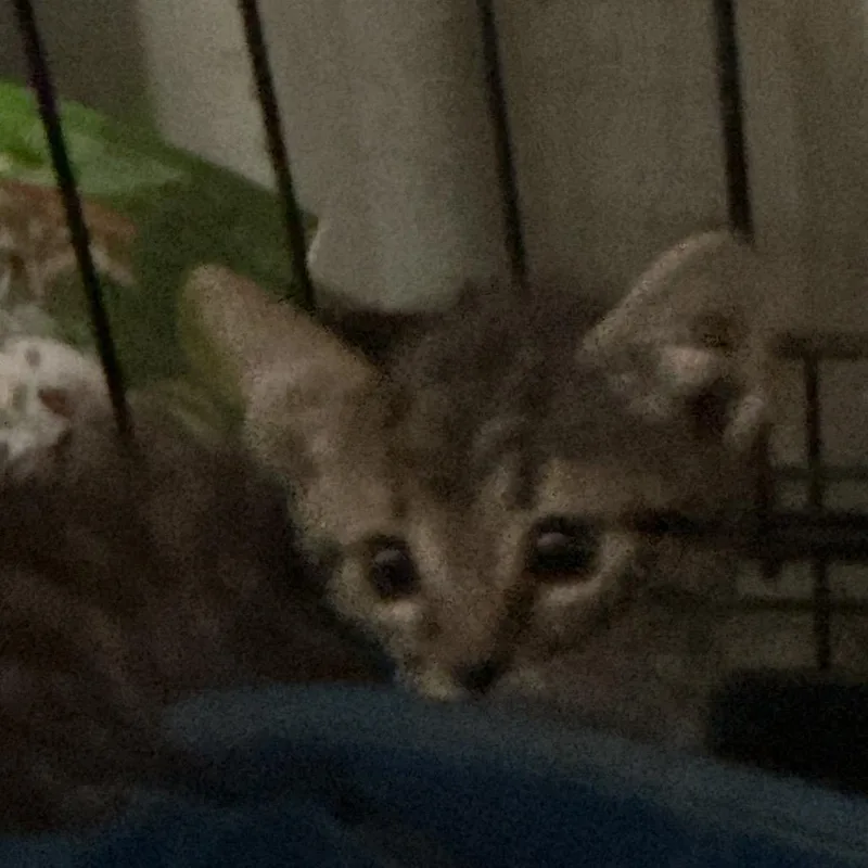 A baby small-sized male Brown / Chocolate Domestic Short Hair cat named Frizz for adoption in Durant, OK