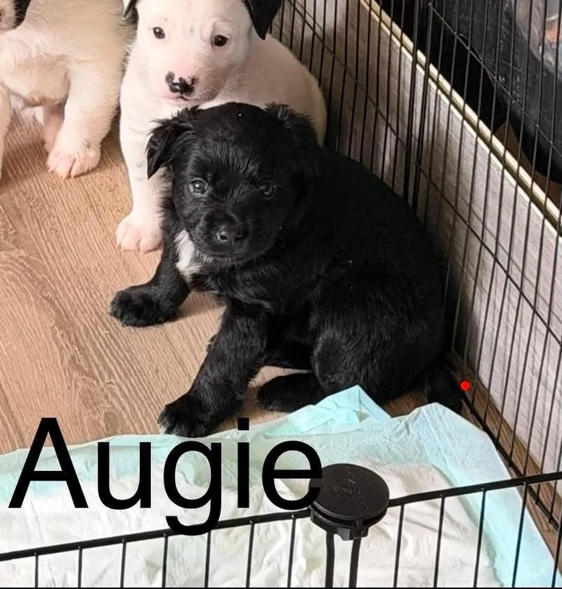 A baby small-sized male Border Collie dog named Augee for adoption in Hillsdale, IN