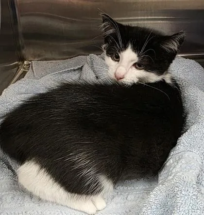 A baby small-sized female Black & White / Tuxedo Domestic Short Hair cat named Silver for adoption in Dubuque, IA