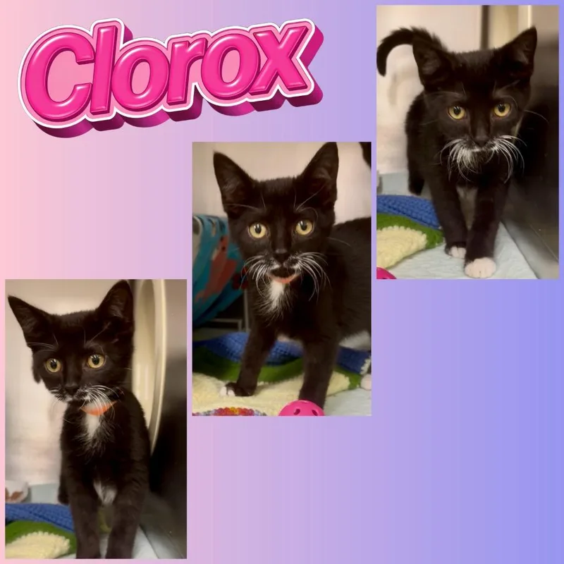 Clorox