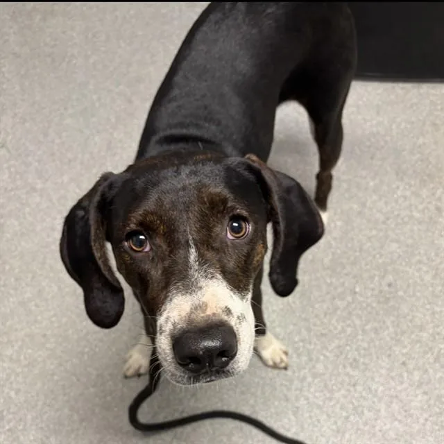 A young large-sized female Beagle dog named Genesis for adoption in Lincolnton, NC