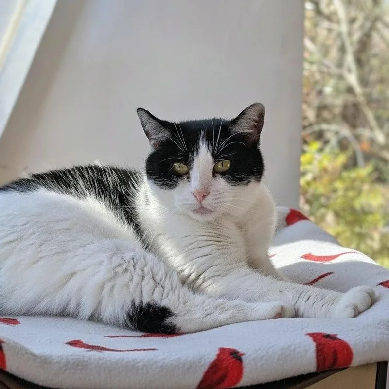 An adult medium-sized female Black & White / Tuxedo Domestic Medium Hair cat named Poppy for adoption in Charleston, SC