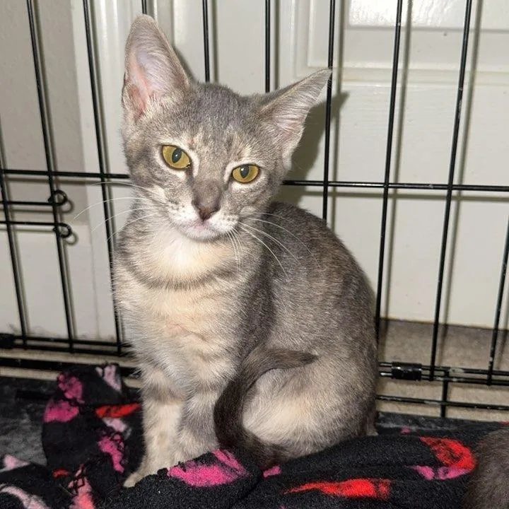 A baby small-sized female Brown / Chocolate Domestic Short Hair cat named Nova for adoption in Webster, TX