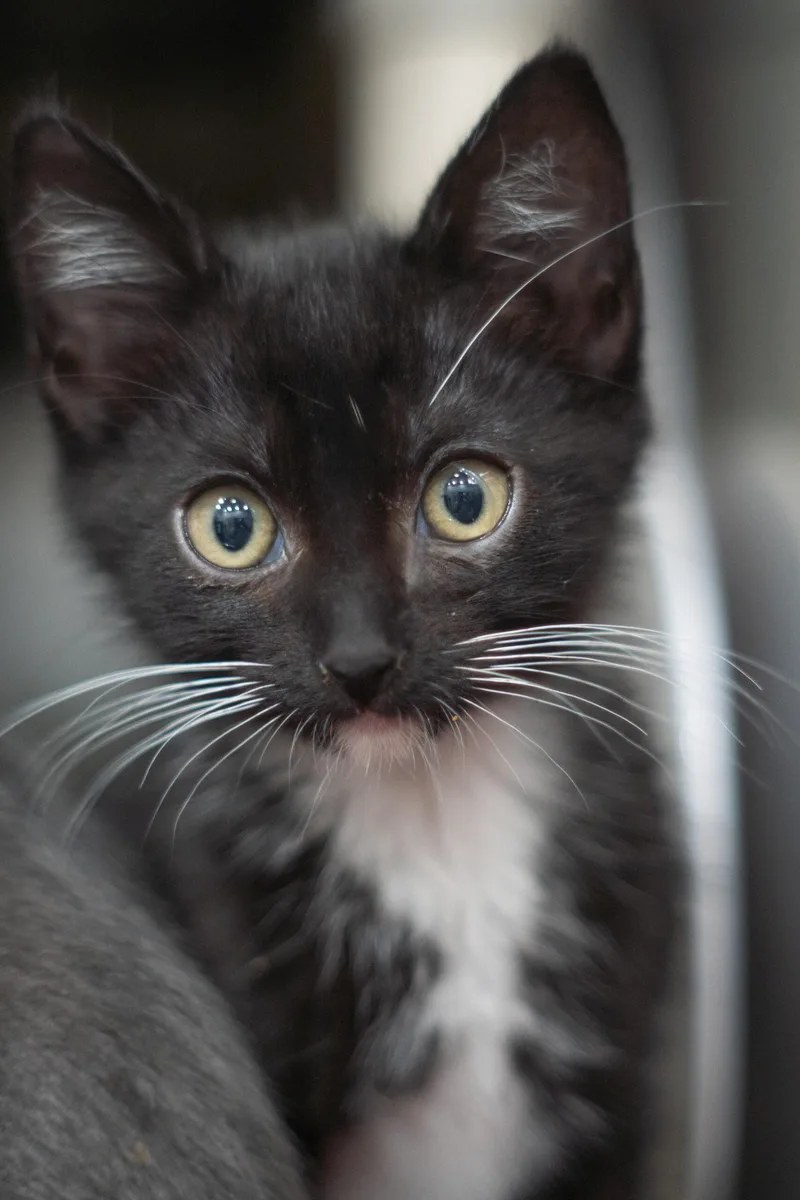 A baby small-sized female Domestic Short Hair cat named Eevee & Evangeline for adoption in Encinitas, CA
