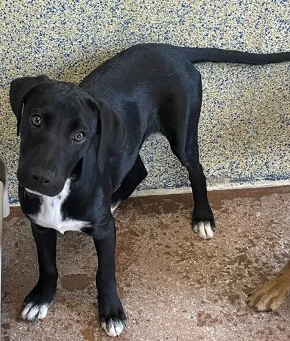 A baby large-sized female Black Mixed Breed dog named Annabelle for adoption in Stanwood, WA