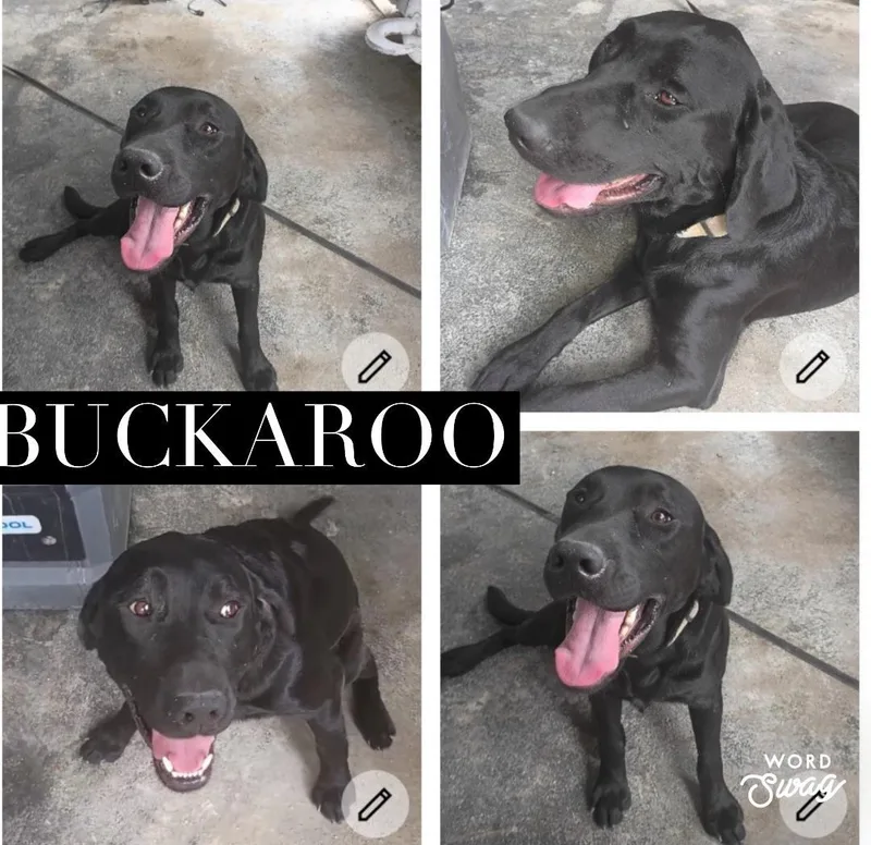 An adult medium-sized male Black Labrador Retriever dog named Buckaroo for adoption in canyon lake, TX