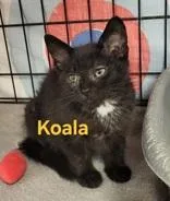 A baby small-sized female Black Domestic Short Hair cat named Koala for adoption in Moline, IL