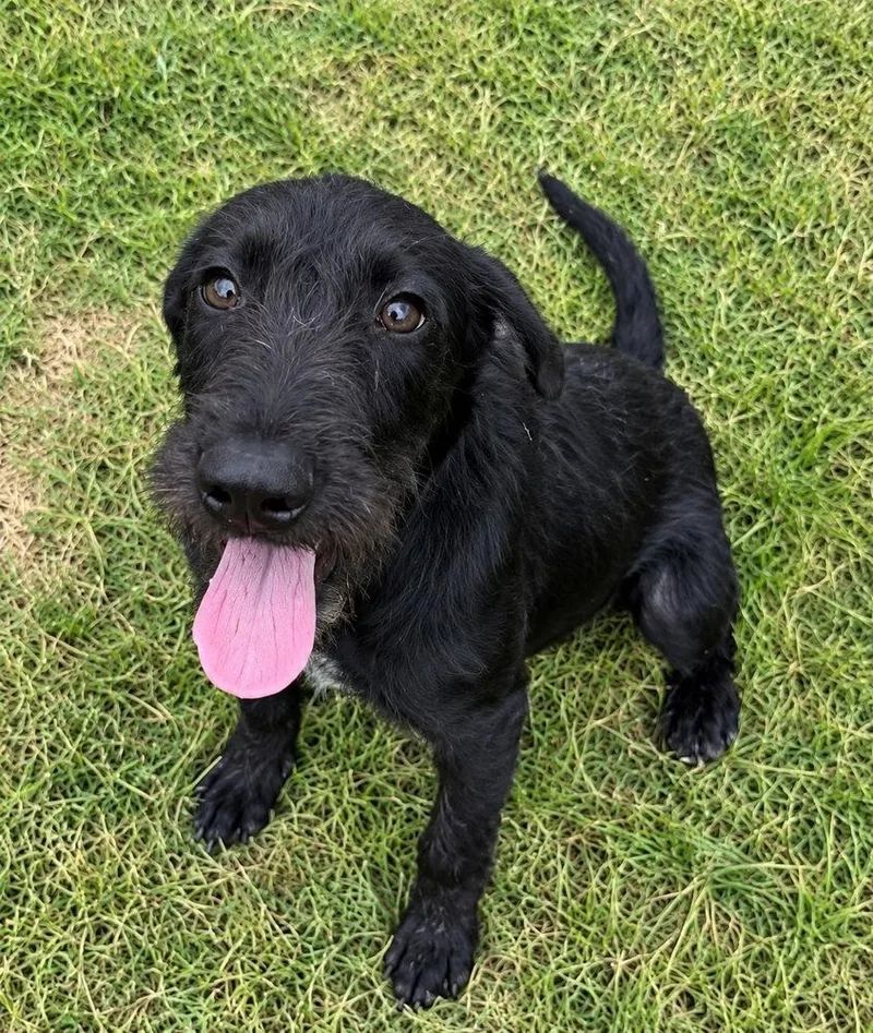 A baby medium-sized female Terrier dog named Ebony for adoption in Colorado Springs, CO