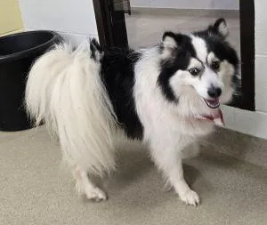 An adult medium-sized male Pomeranian dog named Sparky for adoption in Bucyrus, OH