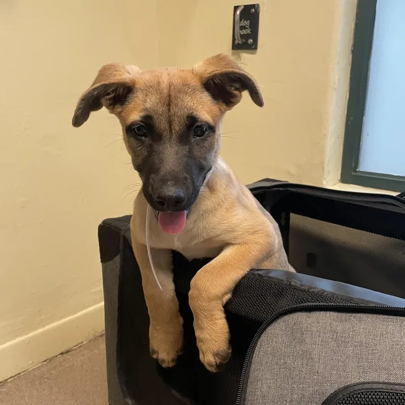 A baby small-sized female Yellow / Tan / Blond / Fawn Belgian Shepherd / Malinois dog named Avery for adoption in Long Beach, CA