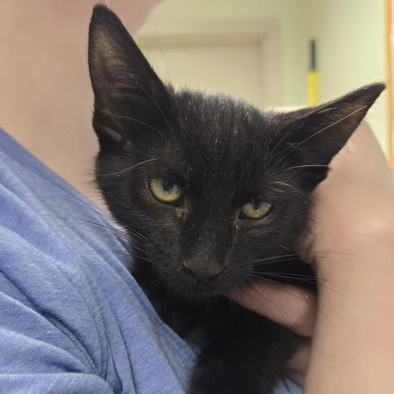 A baby small-sized male Black Domestic Short Hair cat named Rumpus for adoption in Grand Rapids, MI