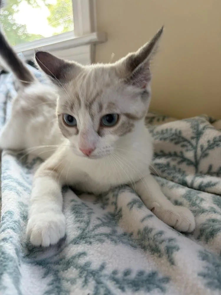 A baby small-sized female Domestic Short Hair cat named Ringo for adoption in Duxbury, MA