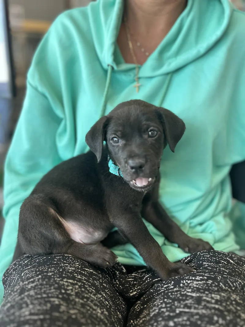 A baby medium-sized male Black Shepherd dog named Cole for adoption in Hortense, GA
