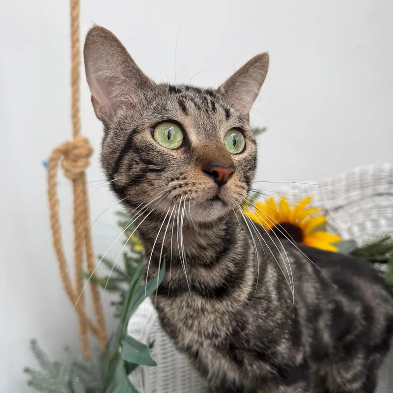 An adult medium-sized male Brown / Chocolate Domestic Short Hair cat named Bean Fepps for adoption in Eaton Rapids, MI