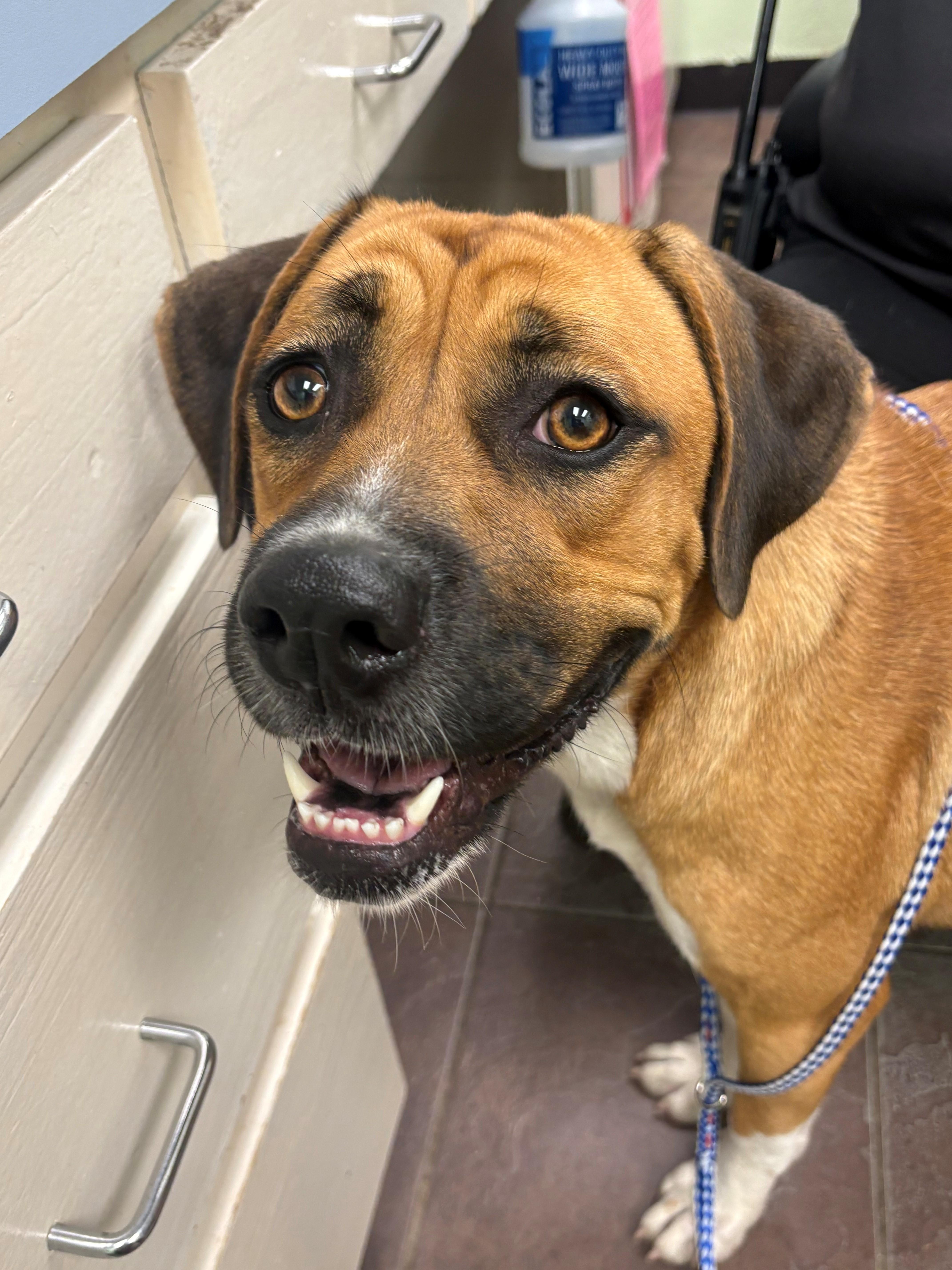 An adult large-sized female Red / Chestnut / Orange Boxer dog named Maggie for adoption in Cleburne, TX