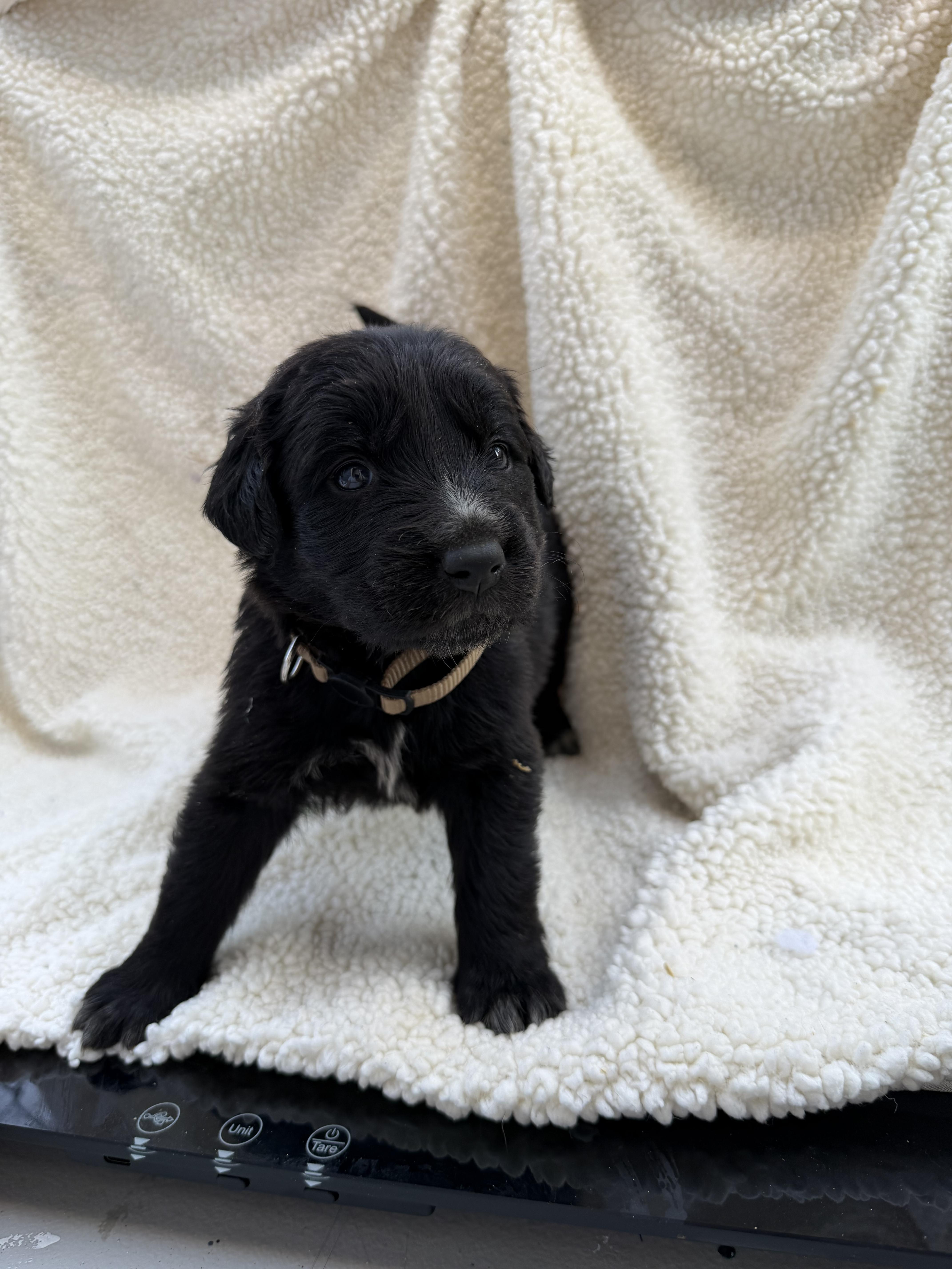 A baby small-sized male Labrador Retriever dog named Snickerdoodle for adoption in Discovery Bay, CA