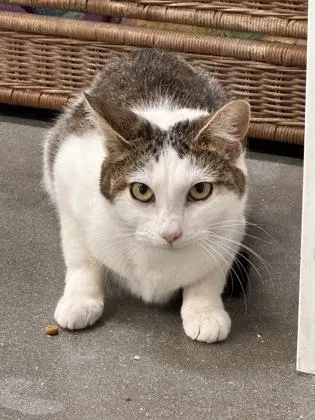 An adult small-sized female Domestic Short Hair cat named Cry Baby for adoption in West Chester, PA