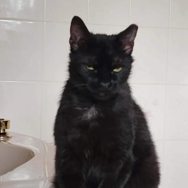 A young small-sized female Black Domestic Short Hair cat named Cutie for adoption in Quakertown, PA