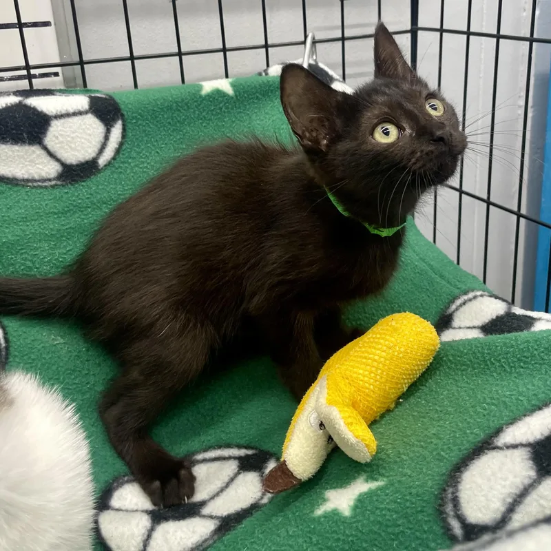 A baby medium-sized female Black Domestic Short Hair cat named Ponyo for adoption in Plano, TX