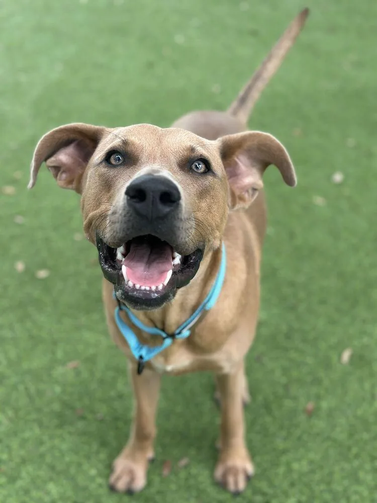 An adult medium-sized male Tricolor (Brown, Black, & White) Black Mouth Cur dog named Angler for adoption in Lakeland, FL