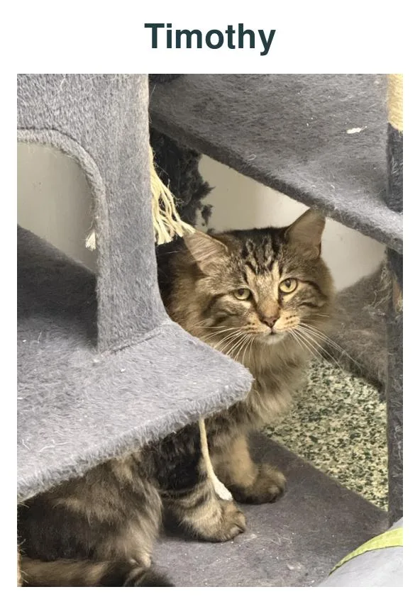 An adult large-sized male Tabby (Gray / Blue / Silver) Domestic Long Hair cat named Timothy for adoption in Richland Center, WI