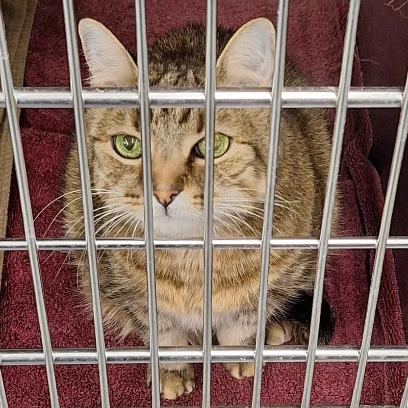 A senior small-sized female Brown / Chocolate Domestic Short Hair cat named Willow for adoption in Montgomery, AL
