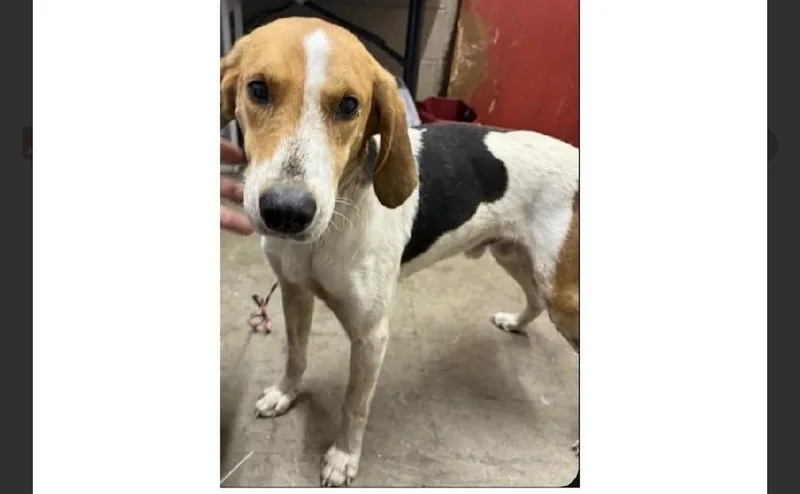 A young medium-sized male Foxhound dog named Bobby for adoption in Willingboro, NJ