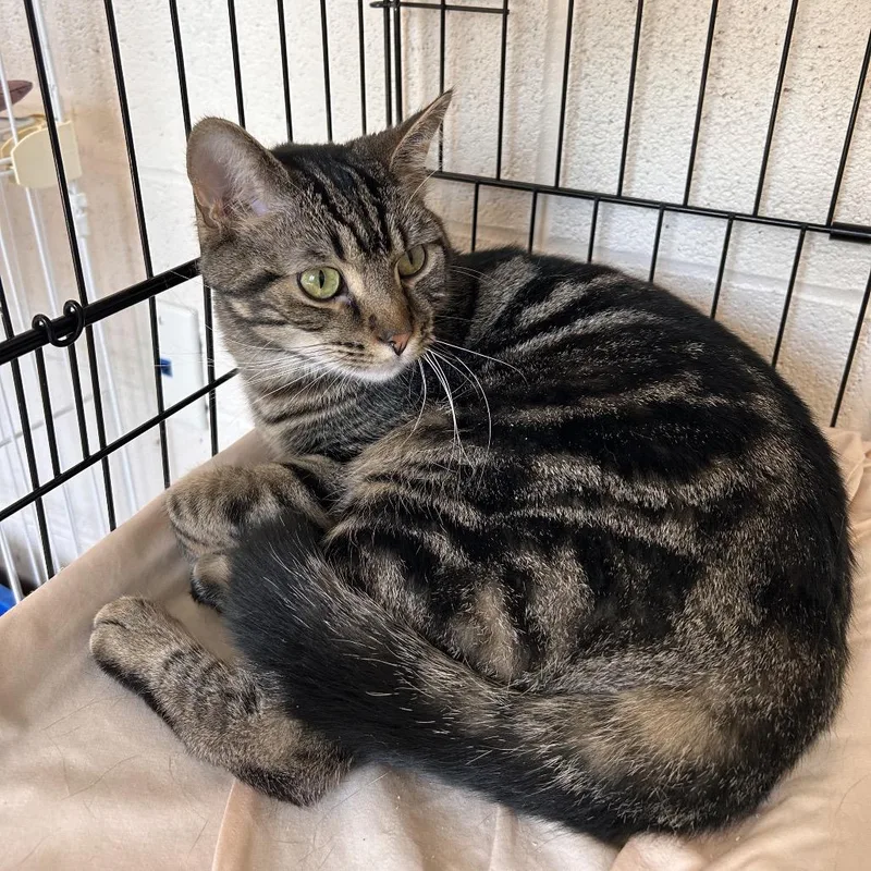 A young medium-sized male Brown / Chocolate Domestic Short Hair cat named Mickey for adoption in Waynesboro, PA