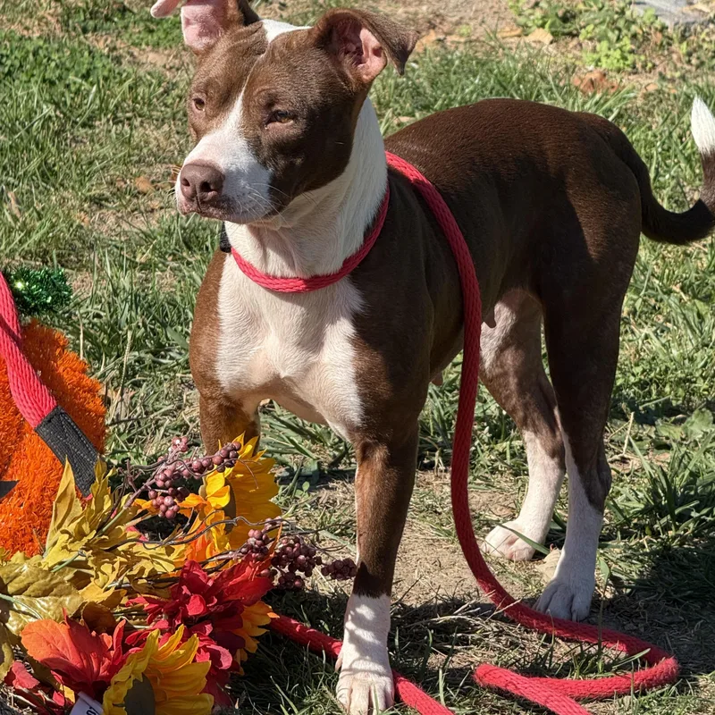 An adult medium-sized female Pit Bull Terrier dog named Carmel for adoption in Springfield, IL