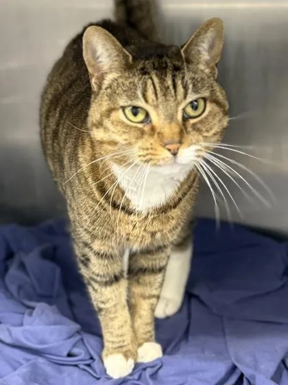 An adult medium-sized female Domestic Short Hair cat named Snowy for adoption in West Chester, PA