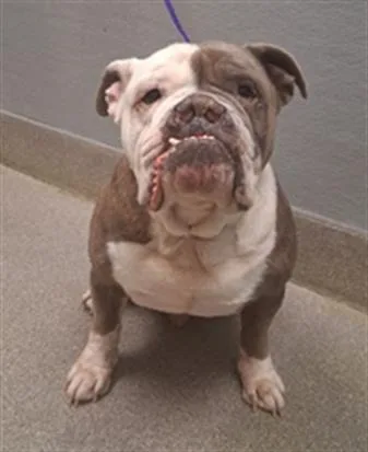 An adult large-sized male American Bulldog dog named Dior for adoption in Las Vegas, NV