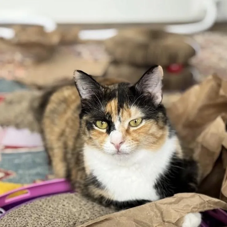 A young medium-sized female Calico Domestic Medium Hair cat named Clair De Lune & for adoption in Alexandria, VA