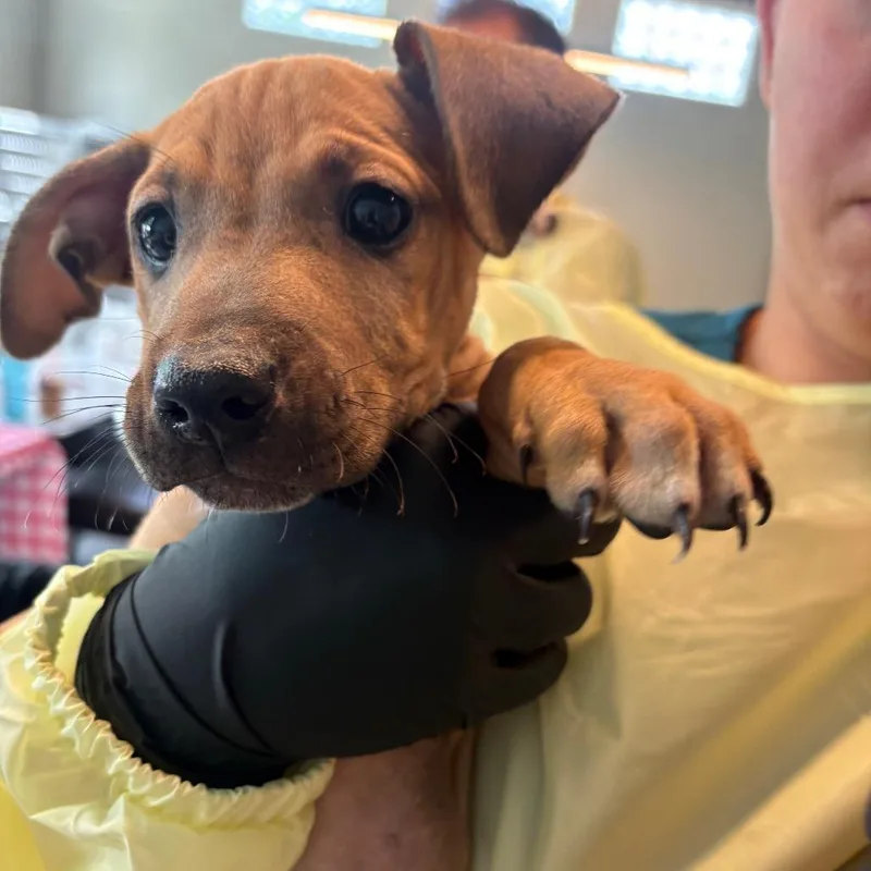 A baby small-sized male Brown / Chocolate Mixed Breed dog named Maxwell for adoption in Huntington, WV