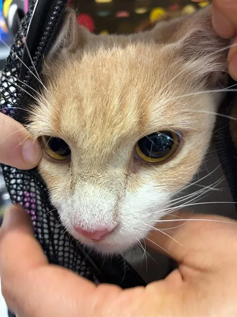 A young medium-sized female Domestic Short Hair cat named Honey for adoption in Palmetto, FL