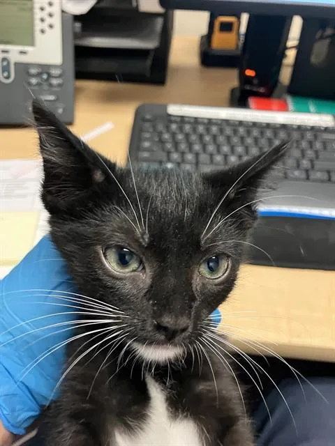 A baby small-sized female Domestic Short Hair cat named Coco for adoption in Long Beach, CA