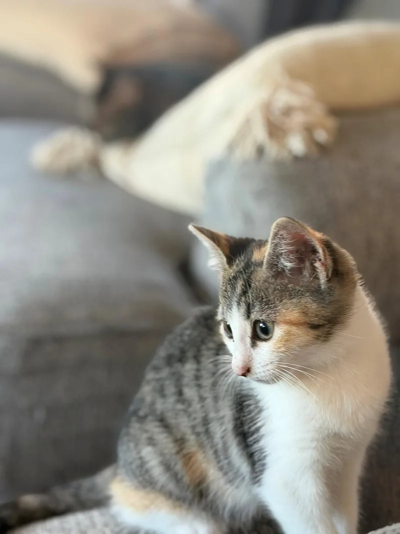 A baby medium-sized female Domestic Short Hair cat named Rosita for adoption in Broomall, PA