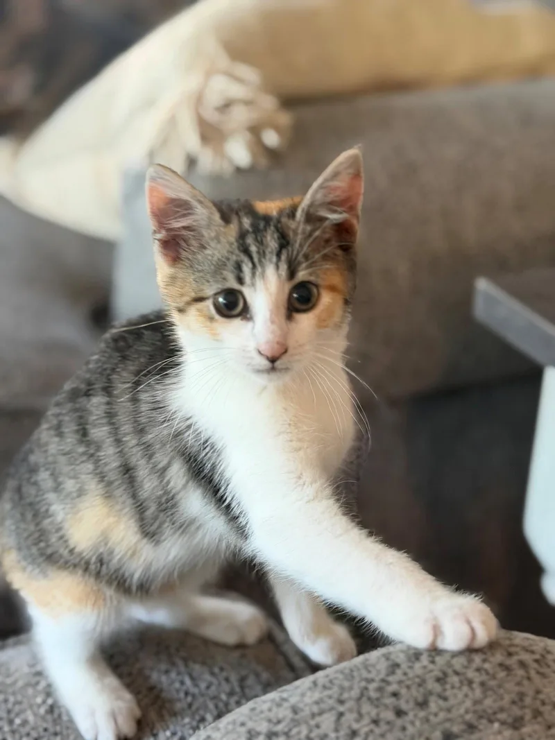 Rosita thumbnail 2