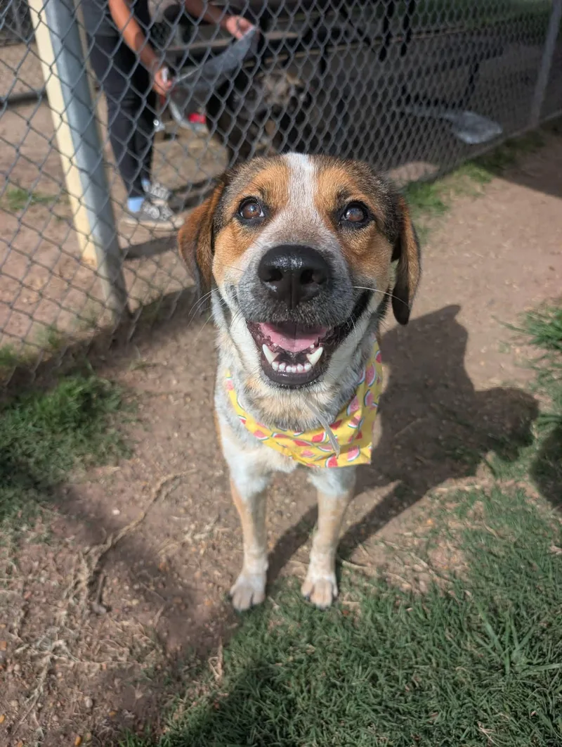 A young medium-sized female Australian Cattle Dog / Blue Heeler dog named Daisy Bee for adoption in Houston, TX