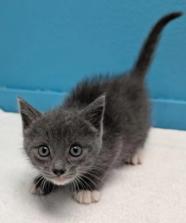 A baby medium-sized male Domestic Short Hair cat named Colonel for adoption in Escondido, CA