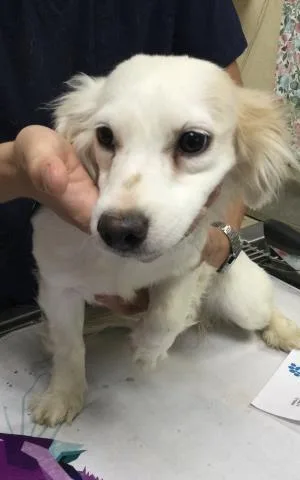 A young small-sized female Maltese dog named Tiana for adoption in Riverside, CA