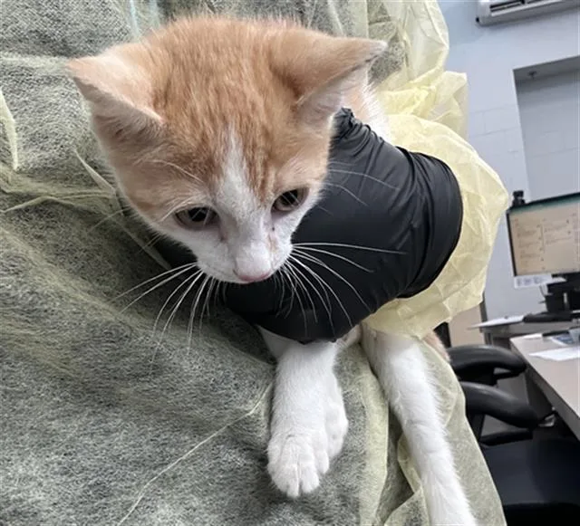 A baby medium-sized male Domestic Short Hair cat named Otto for adoption in Dallas, TX