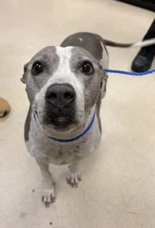 A senior medium-sized female Pit Bull Terrier dog named Juliet for adoption in Killeen, TX