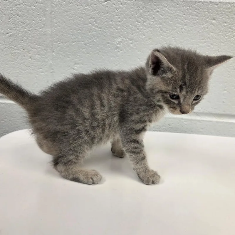 A baby small-sized male Gray / Blue / Silver Domestic Short Hair cat named Trevor for adoption in Chattanooga, TN