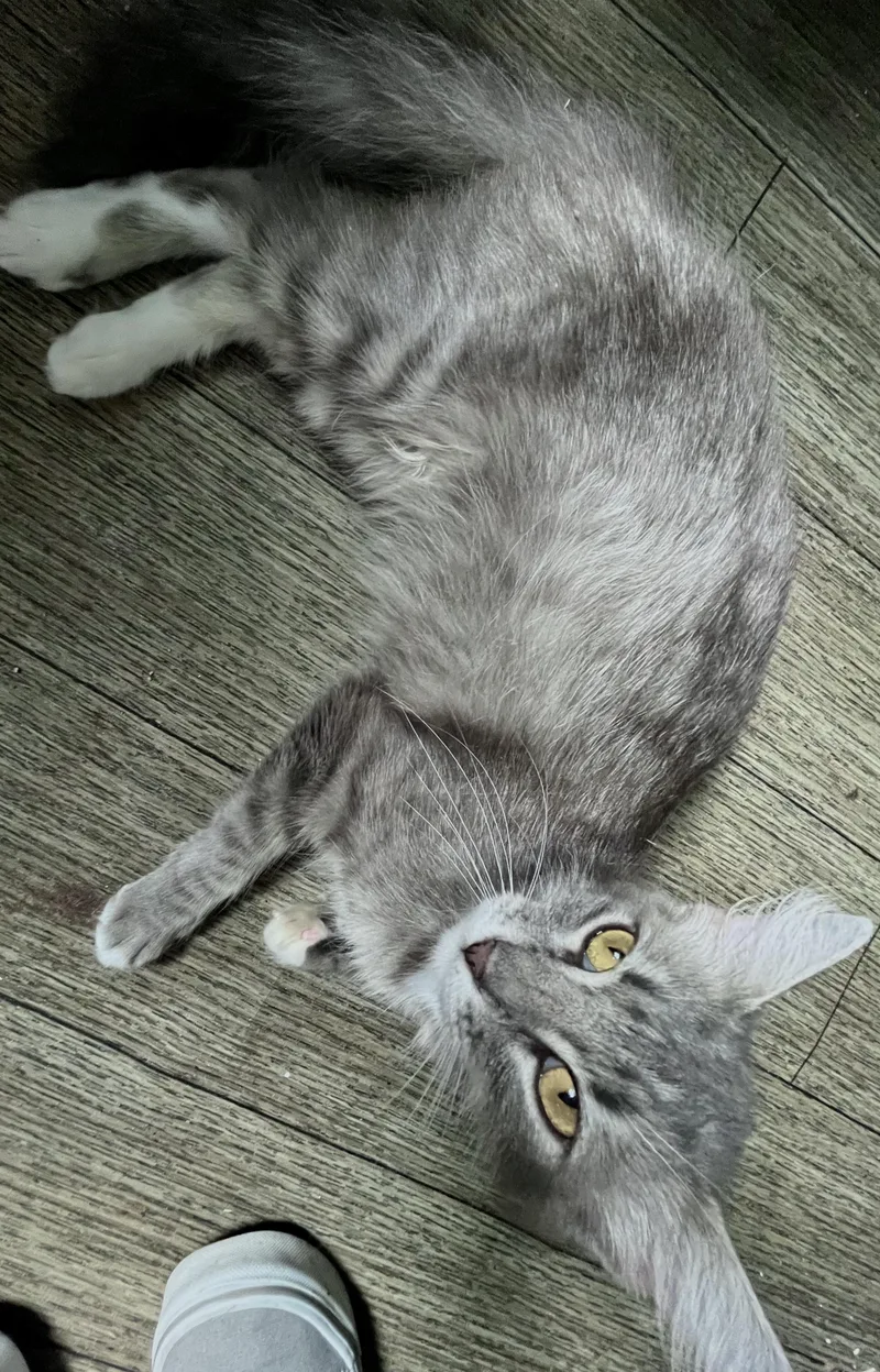 A young medium-sized female Gray / Blue / Silver Domestic Long Hair cat named Fluffers for adoption in Gregory, TX